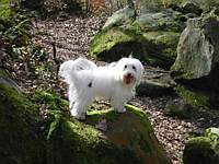 Perri loves to climb rocks and he loves to pose for pictures