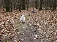 When you are a walking dust mop, it makes sense to take the leaf free path