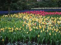 Tulips as far as the eye can see