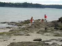 Hunting crabs in the tide pools