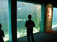 Admiring the graceful fish