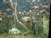 We thought these pirhana were stuffed and hanging on strings, but then they moved.  What incredibly clear water.