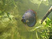 A fish floating in space