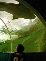 Watch out!  Shark overhead!