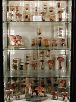 Some of the many types of mushrooms grown in the Loire