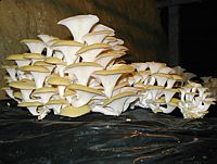 Girolles that look good enough to eat