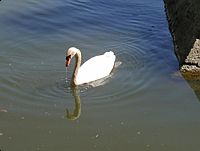 Enjoying the moat and adding beauty to a beautiful place