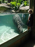 A hippo performs for Juli