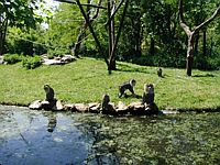 Monkeys on an island watching us back