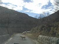 Helping to make sure that we keep a safe distance from his sheep