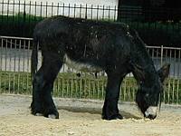 A very tall and stocky burro