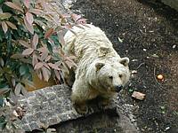 A brown bear waiting for dinner