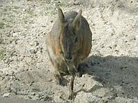 We don't really know.  Sort of a kangaroo rat thing.  Cute though.