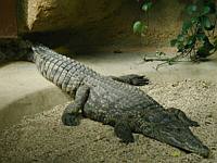 Laying out and enjoying the heat