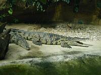 Trying to cool off in the heat