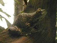 A frog looking for a song