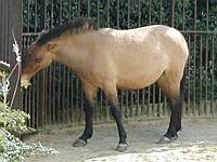 A wild horse enjoying a snack
