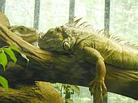 The Budweiser Frogs do not have it this good!