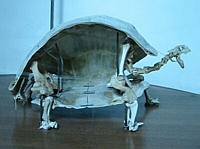 What a turtle looks like on the inside