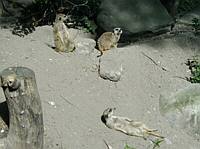 Timon and friends just hanging out