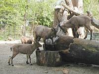 Playing king of the mountain