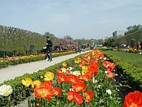 Rows of Poppies in the sun