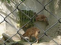 Sometimes when you are small you have to work harder to eat