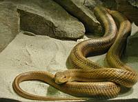 A green snake--not too hard to find