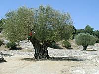 We came to see the bridge, the kids came to climb--including this tree