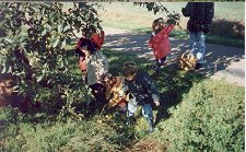 Picking apples
