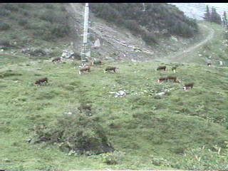 Cows and the sounds of the Alps