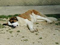 Ruby was v-e-r-y interesting in catching Perri to play but big puppies have very big clumsy feet so we kept them apart.
