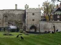The famous royal ravens of London