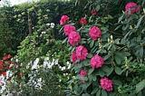 Rhododendron--just like when we were growing up?