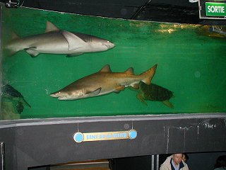 The view from the center of a room-sized shark tank