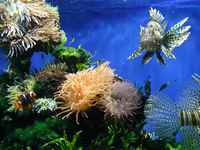 The tanks in the aquarium are full of color and life