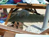 We all enjoyed resting by the pool