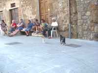 No sewing for these guys, just watching the cats walk